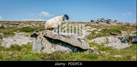 A 'Rough Fell' sheep in Dartmoor National Park balanced on a rocky slab keeping lookout near the top of one of the Tor's in beautiful sunny weather. Stock Photo