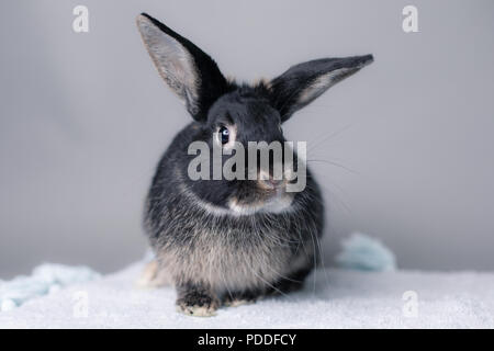 Stunning black little bunny rabbit on a grey background. Smart inquisitive face, curious look. Stock Photo