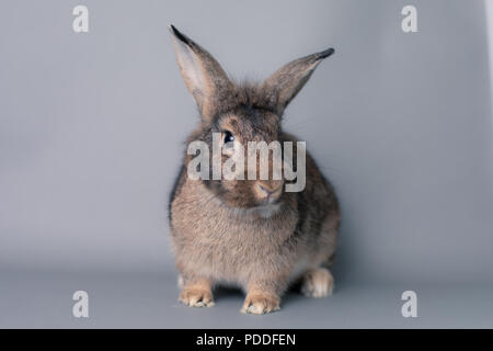 Incredulous little baby bunny rabbit looking at the camera. Adorable and smart Stock Photo