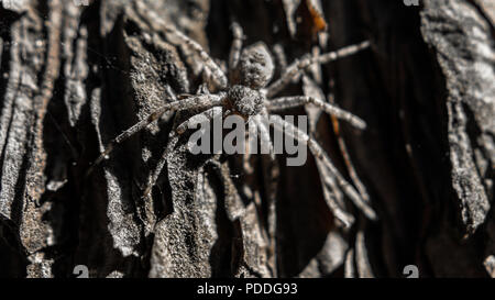 Closeup image of a hairy spider hiding on the pine tree bark on a summer day Stock Photo