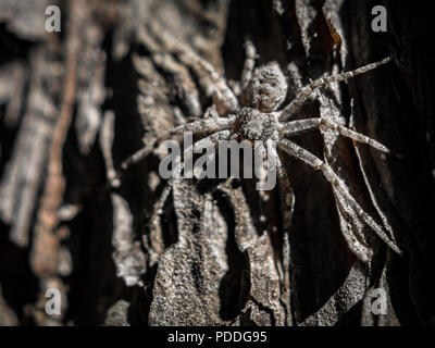 Closeup image of a hairy spider hiding on the pine tree bark on a summer day Stock Photo