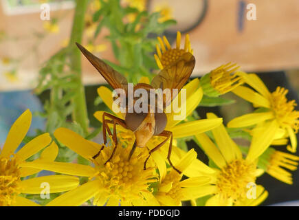 HOVERFLY Volucella inanis. A wasp mimic. Photo: Tony Gale Stock Photo