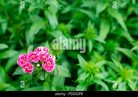 Cloves Turkish. Dianthus barbatus. Garden plants. Flower. Perennial. Close-up. Horizontal photo. natural wallpaper, background for design, place for t Stock Photo