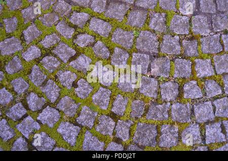 moss growing between cobblestones on a day in summer Stock Photo