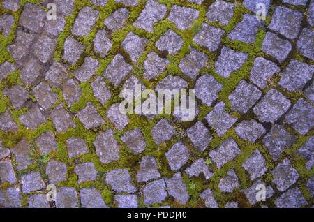 green moss growing between grey cobblestones on a day in summer Stock Photo