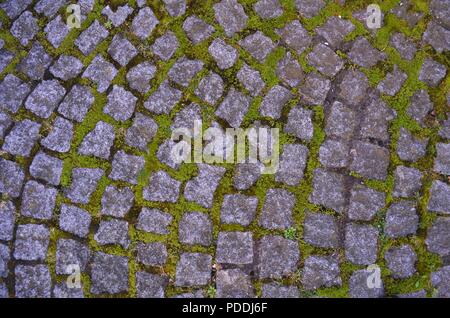 wallpaper of moss growing between cobblestones shot from above Stock Photo