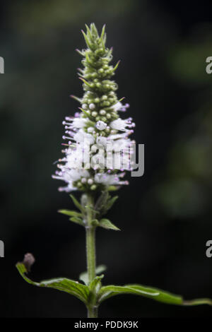 Close up of wild mint, horse mint (Mentha longifolia) white flowers Stock Photo