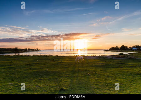 Sunset over Lough Neagh with a white horse at the waters edge and casting a long shadow from the low sun. Stock Photo