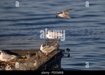 Common Tern in flight with fish in beak return to feed at floating nesting site on Portmore Lough, N.Ireland. Stock Photo