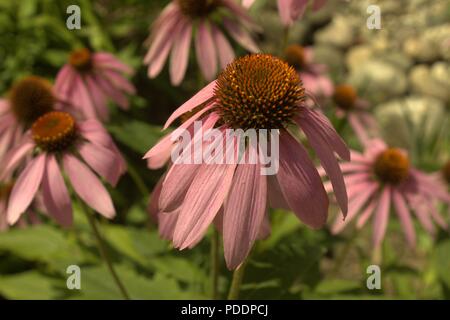 Close Up Of A Cone Flower Stock Photo