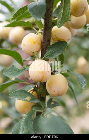 Prunus insititia 'Mirabelle de Nancy' . Plum 'Mirabelle de Nancy'. Stock Photo