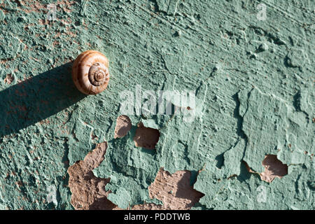 a snail on a wall Stock Photo