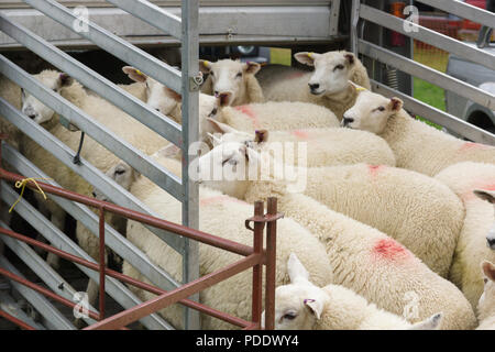 A flock of sheep being loaded on to a live animal transporter to be taken to market Stock Photo