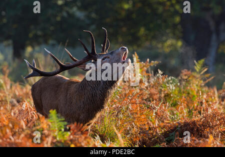 Red Deer Stag roaring Richmond Park UK Stock Photo