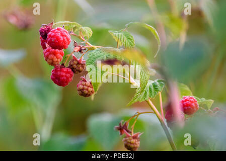 Wild raspberries in forest. Stock Photo