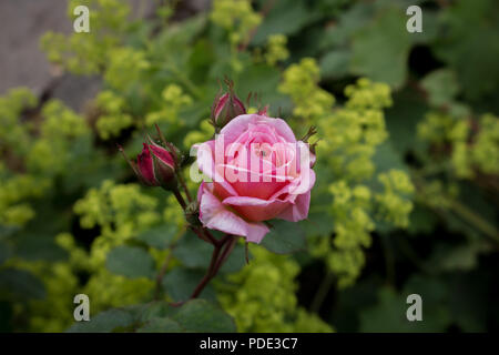 Pink Rose in bloom taken in a garden Stock Photo