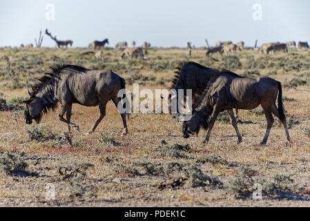 Wilderness grazing on the savannah at Etosha National Park Stock Photo