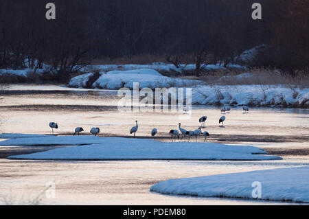 Japanese crane, Red-crowned crane (Grus japonensis), flock in the river before sunrise, Japan Stock Photo