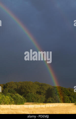 End of the rainbow in front of trees against a dark atmospheric sky after a rain storm with dry wheat field in the foreground Stock Photo