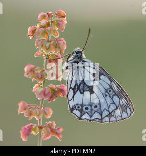 Roosting Marbled White Butterfly Stock Photo