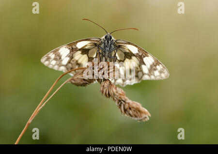 Roosting Marbled White Butterfly Stock Photo