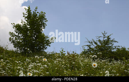 A daisy meadow with trees against a bright blue sky on a sunny day with space to the right for text. Stock Photo