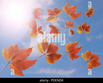 Autumn fall background. Many colorful red and orange autumn leaves falling down against blue sky and white clouds with sun rays. Stock Photo