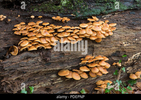 Sheathed Woodtuft: Kuehneromyces mutabilis. Surrey, UK. Stock Photo