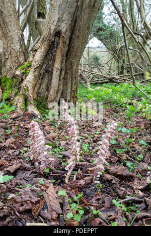 Toothwort Root Toothwort (Lathraea squamaria), parasitic on hazel (Corylus avellana ...