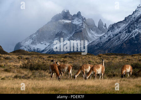 Small herd of Guanaco grazing on dry grass with some of the snow dusted peaks of the Torres del Paine range behind Stock Photo
