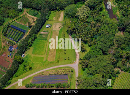 Aerial view of pineapple fields and landscape with palm trees in Oahu Hawaii from a helicopter Stock Photo