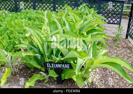 Foliage of Elecampane (Inula Helenium), a medicinal herb used for the treatment of coughs and lung diseases Stock Photo
