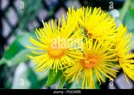 Bright yellow flowers of Elecampane (Inula Helenium), a medicinal herb used for the treatment of coughs and lung diseases Stock Photo