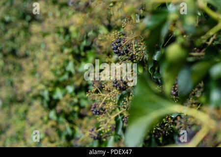 green hedge close up view macro detail Stock Photo