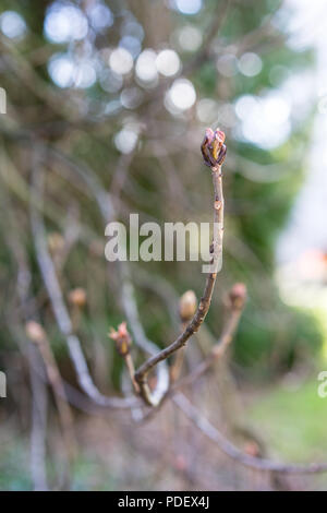 small branch of aesculus hippocastanum without leaves Stock Photo