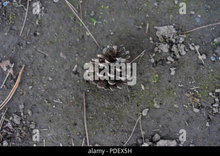 close up view of pine cone in forest on earth ground Stock Photo