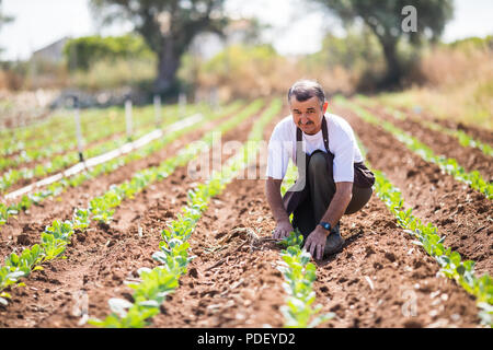 Senior farmer checking status of young plants in the greenhouse. Stock Photo
