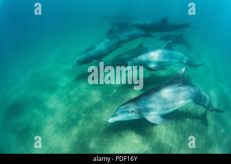 A pod of common bottlenose dolphins, Tursiops truncatus, underwater at El Mogote, Baja California Sur, Mexico. Stock Photo