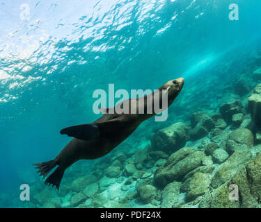 California sea lion, Zalophus californianus, underwater at Los Islotes, Baja California Sur, Mexico. Stock Photo
