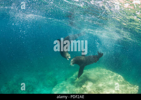 California sea lion bulls, Zalophus californianus, underwater at Los Islotes, Baja California Sur, Mexico. Stock Photo