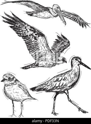 Ocean bird sketches Stock Vector