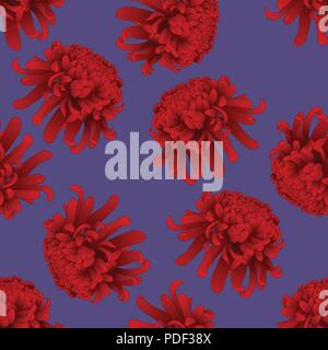 Red Chrysanthemum, Kiku Japanese Flower on Purple Background. Vector Illustration. Stock Vector