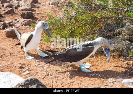 Blue-footed boobies engaged in strutting behaviour during ritual mating dance on Galapagos Islands, Ecuador. Stock Photo