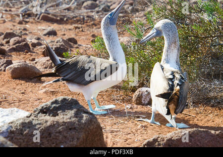 Blue-footed boobies engaged in strutting behaviour during ritual mating dance on Galapagos Islands, Ecuador. Stock Photo
