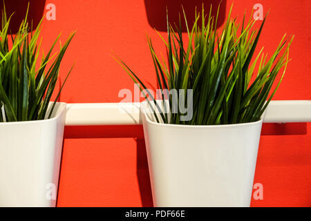 Fresh green Wheatgrass grows in concrete pots. Against the red wall. Several pots are hanging horizontal bar. Stock Photo