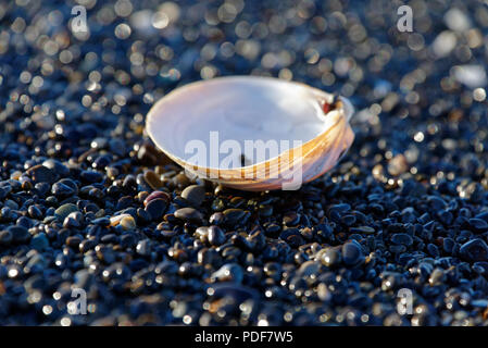 Sea shell on a stony beach with multi coloured stones, a small red stone is caught in its hinge, highlighted by the sun. Stock Photo
