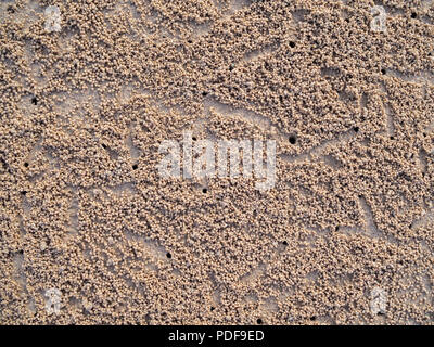 Crab footprints and crab hole on sand on the beach background texture top view. Stock Photo