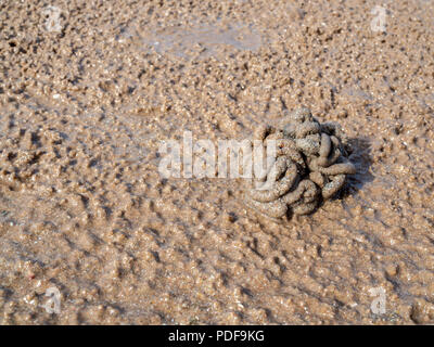 A  pile of sand from crab on the beach background texture. Stock Photo