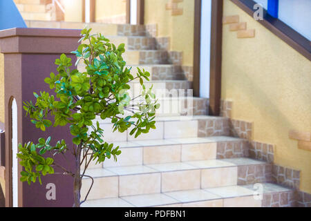 Green tree by the stairs. The stairs are covered with ceramic tiles. Brown beige background. Stock Photo