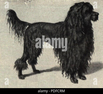 104 Corded Poodle Portrait Stock Photo